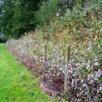 Himalayan Balsam